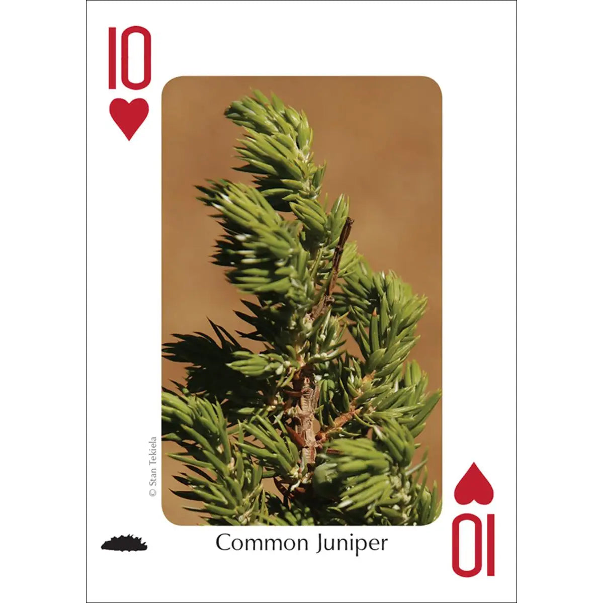 Trees of Northwest Playing Cards
