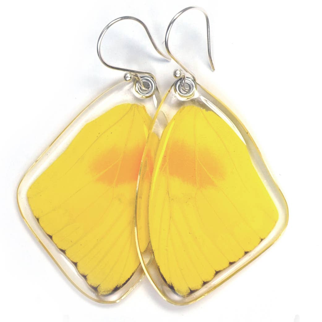 Orange Barred Sulphur Butterfly