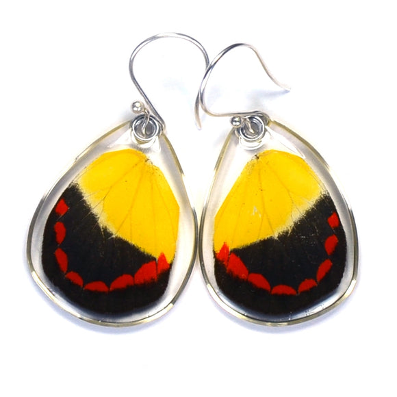 0375 Butterfly Earrings, Timor Butterfly Wings