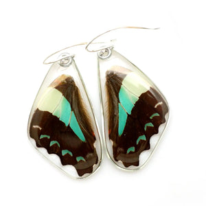 Graphium Serpedon Bluebottle Butterfly