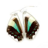 Graphium Serpedon Bluebottle Butterfly