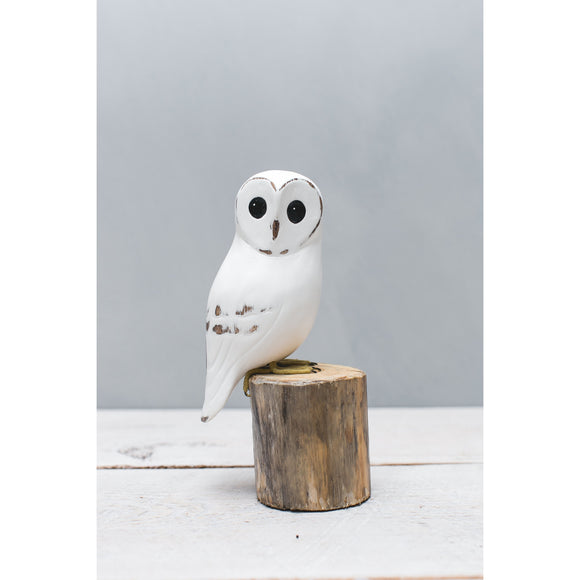 Barn Owl Baby - 8