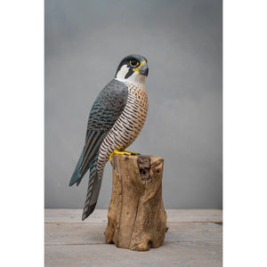 Peregrine Falcon - 12"H