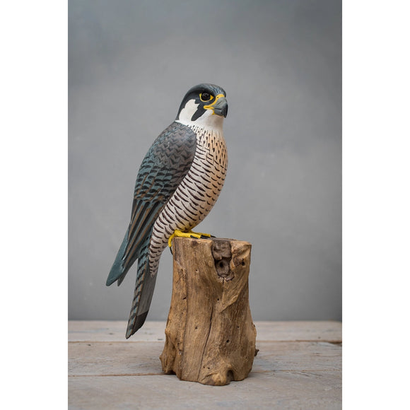 Peregrine Falcon - 12