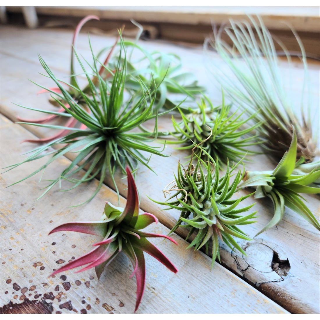 Air Plants