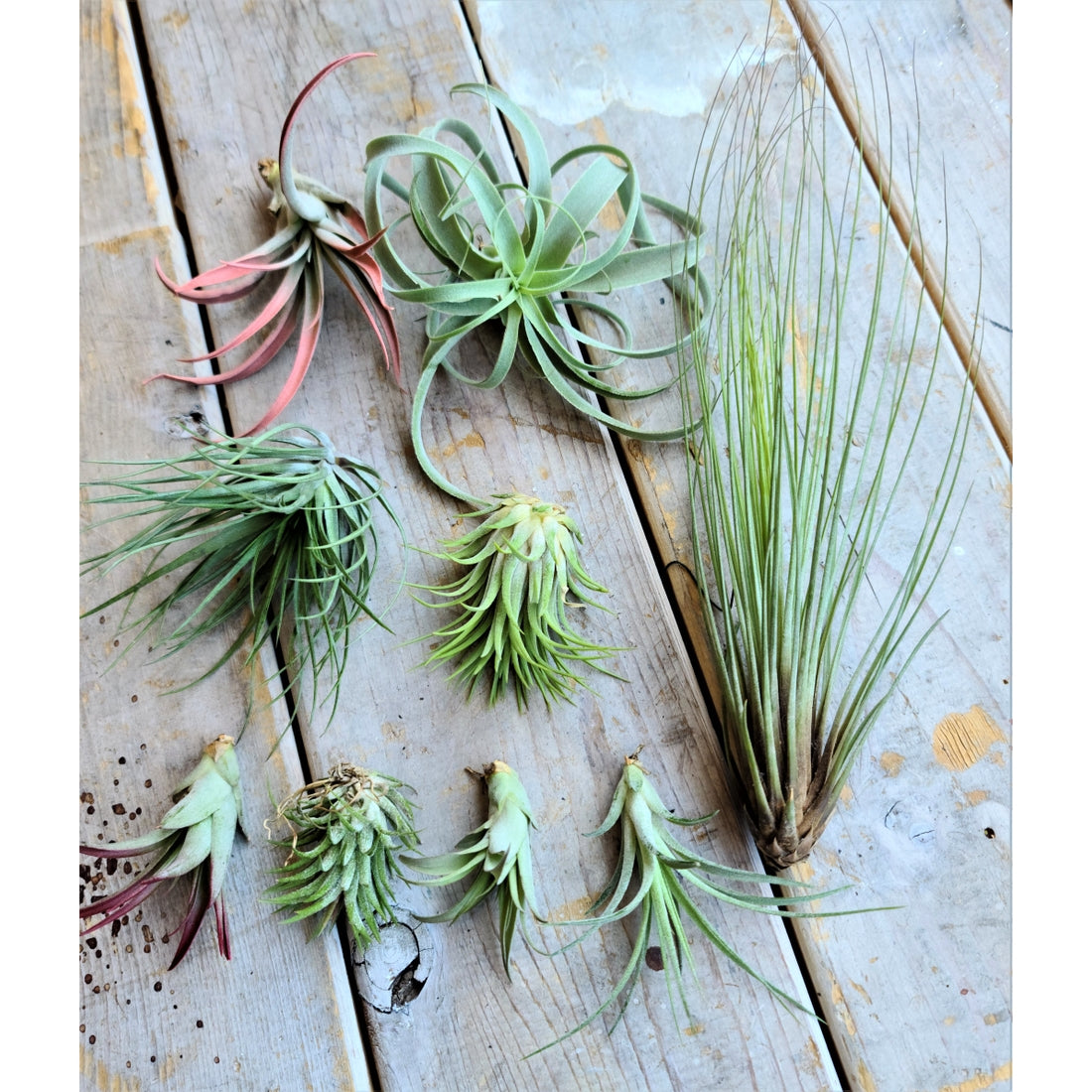 Air Plants