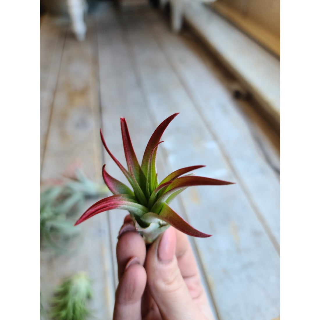 Air Plants