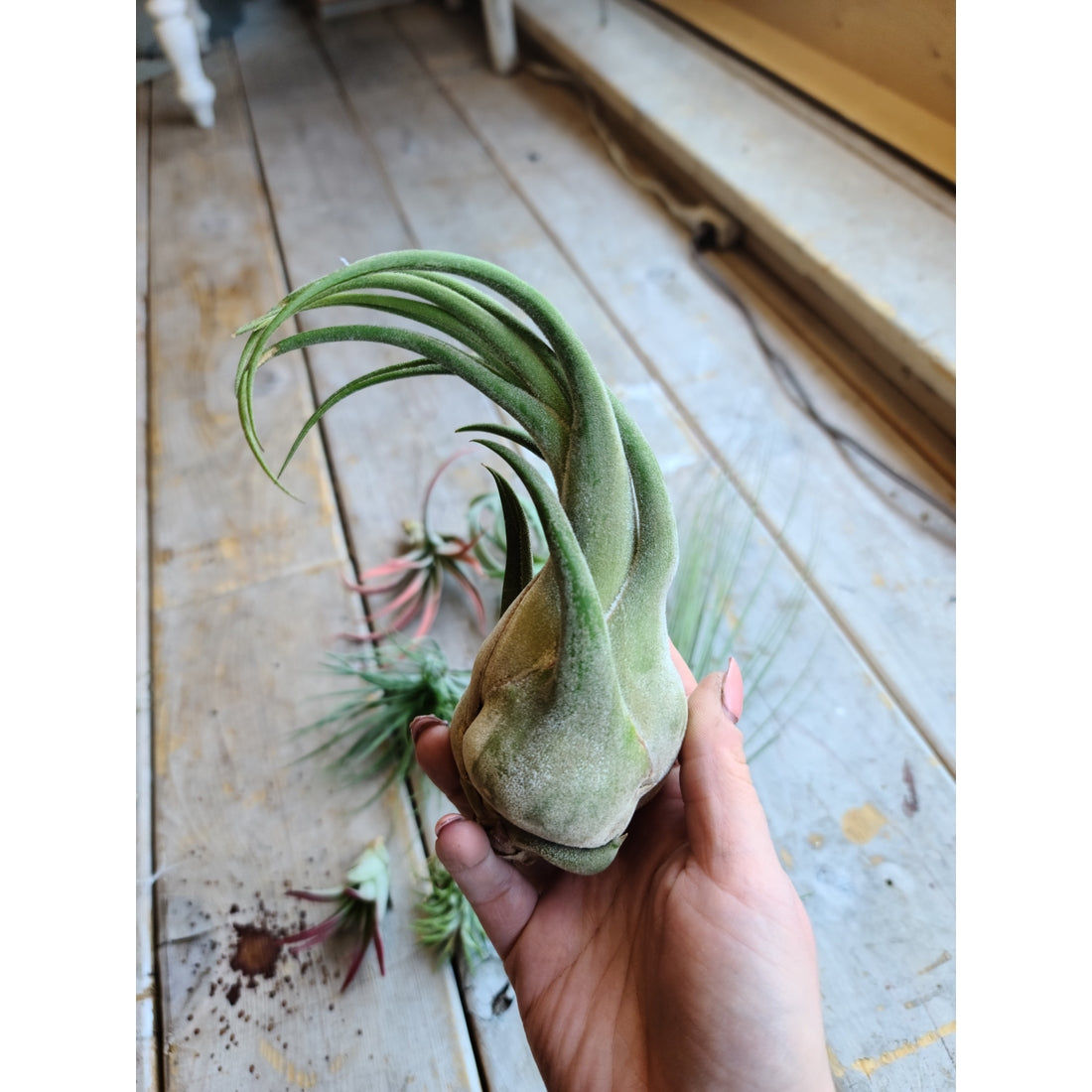 Air Plants