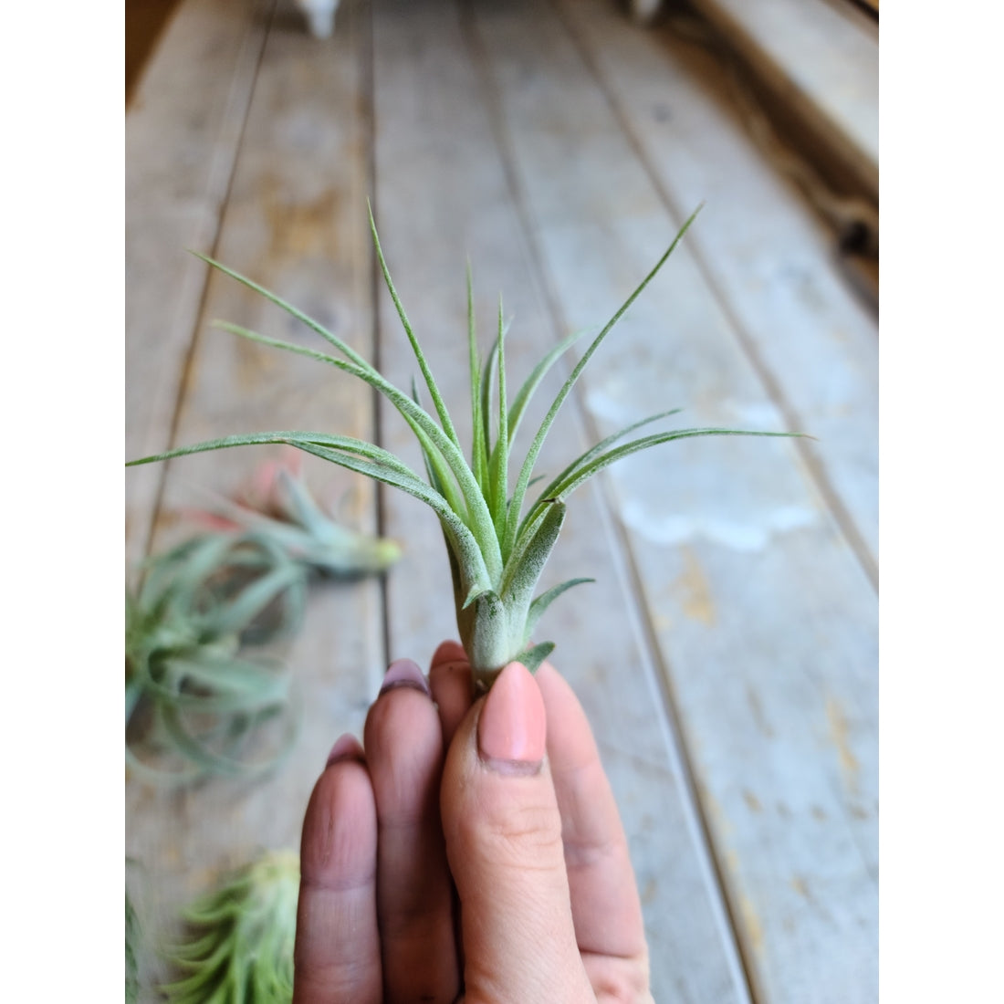 Air Plants
