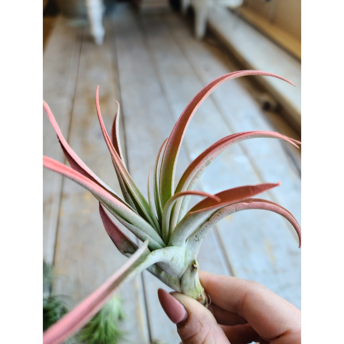 Air Plants