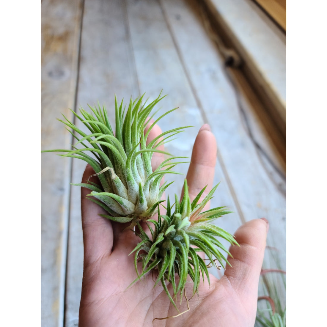 Air Plants