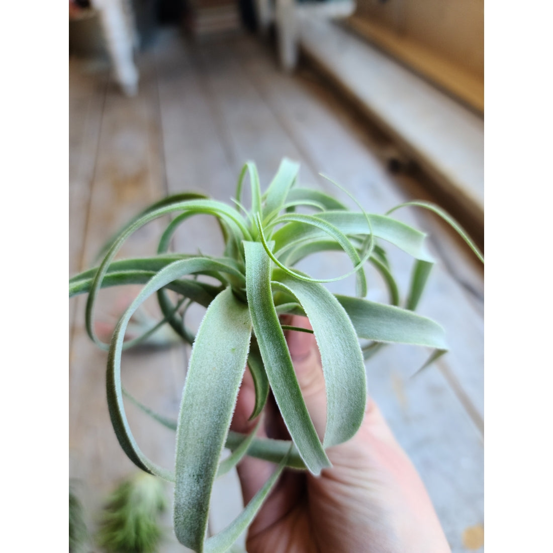 Air Plants