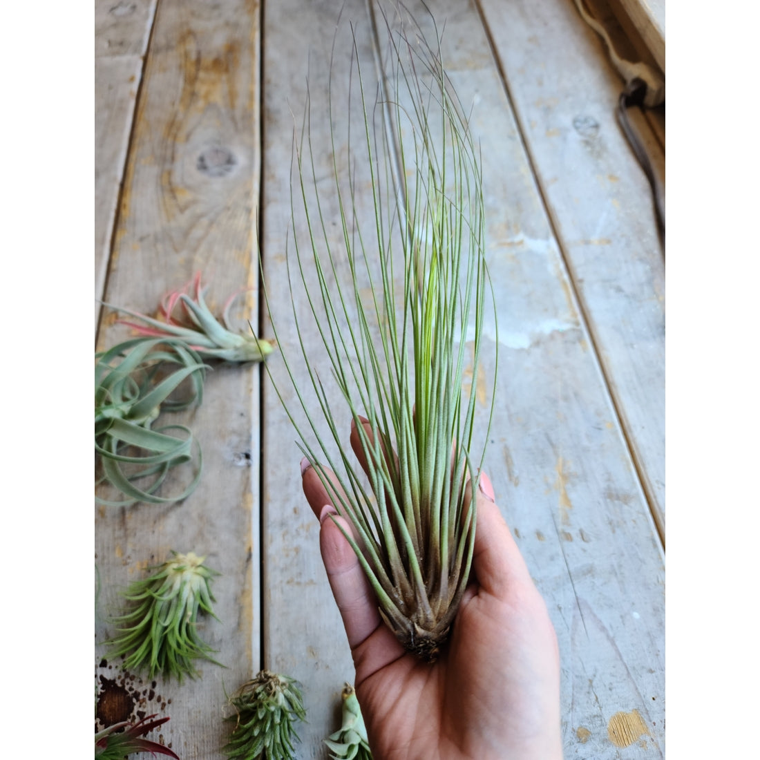 Air Plants