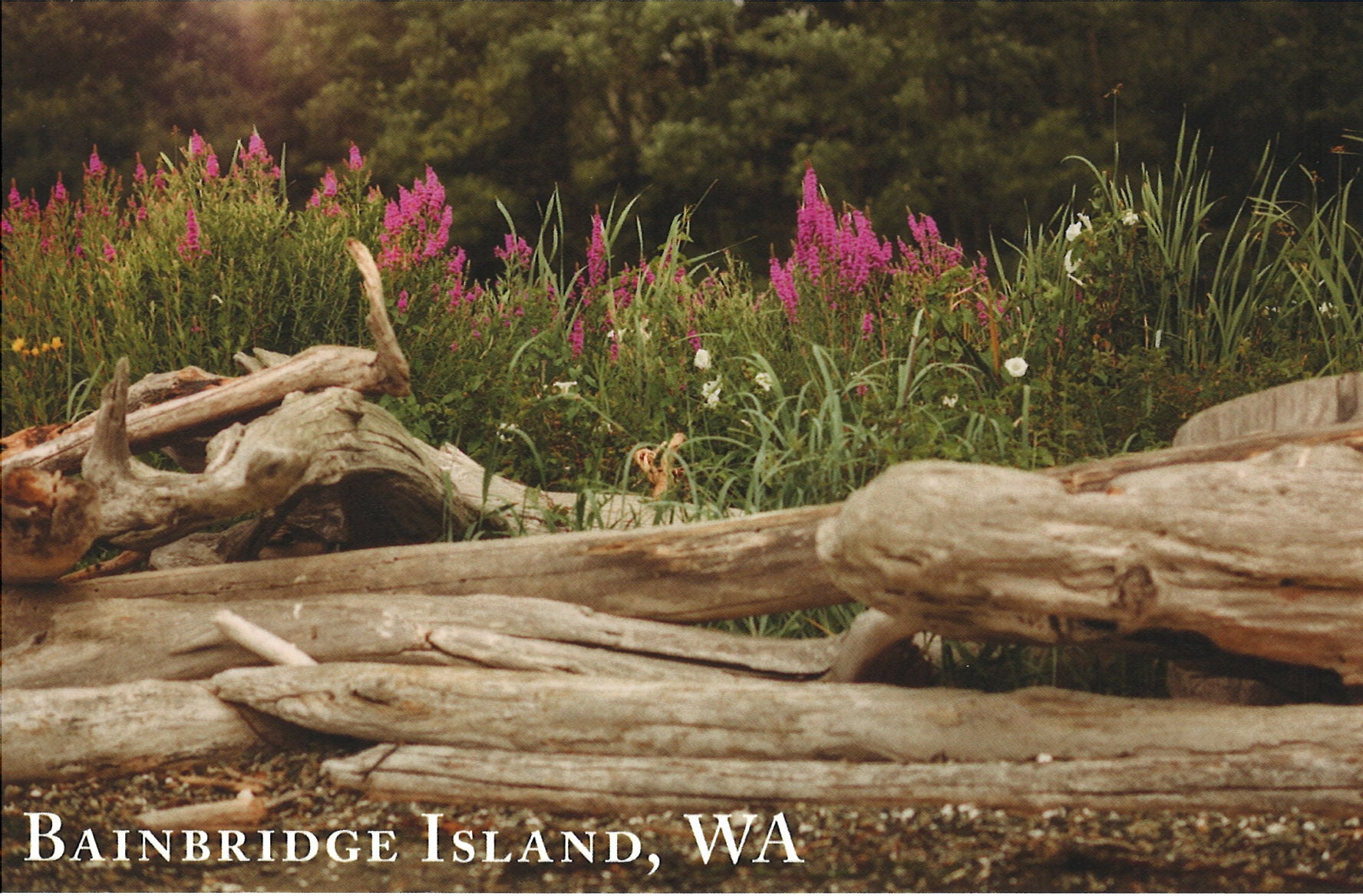 Postcard | Selleck