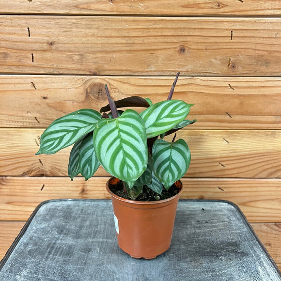 Calathea Compact, 4