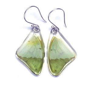 Charaxes Eupale Green Butterfly Earrings