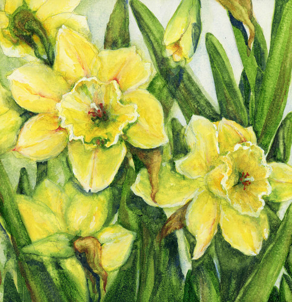 Daffodil Botanicals