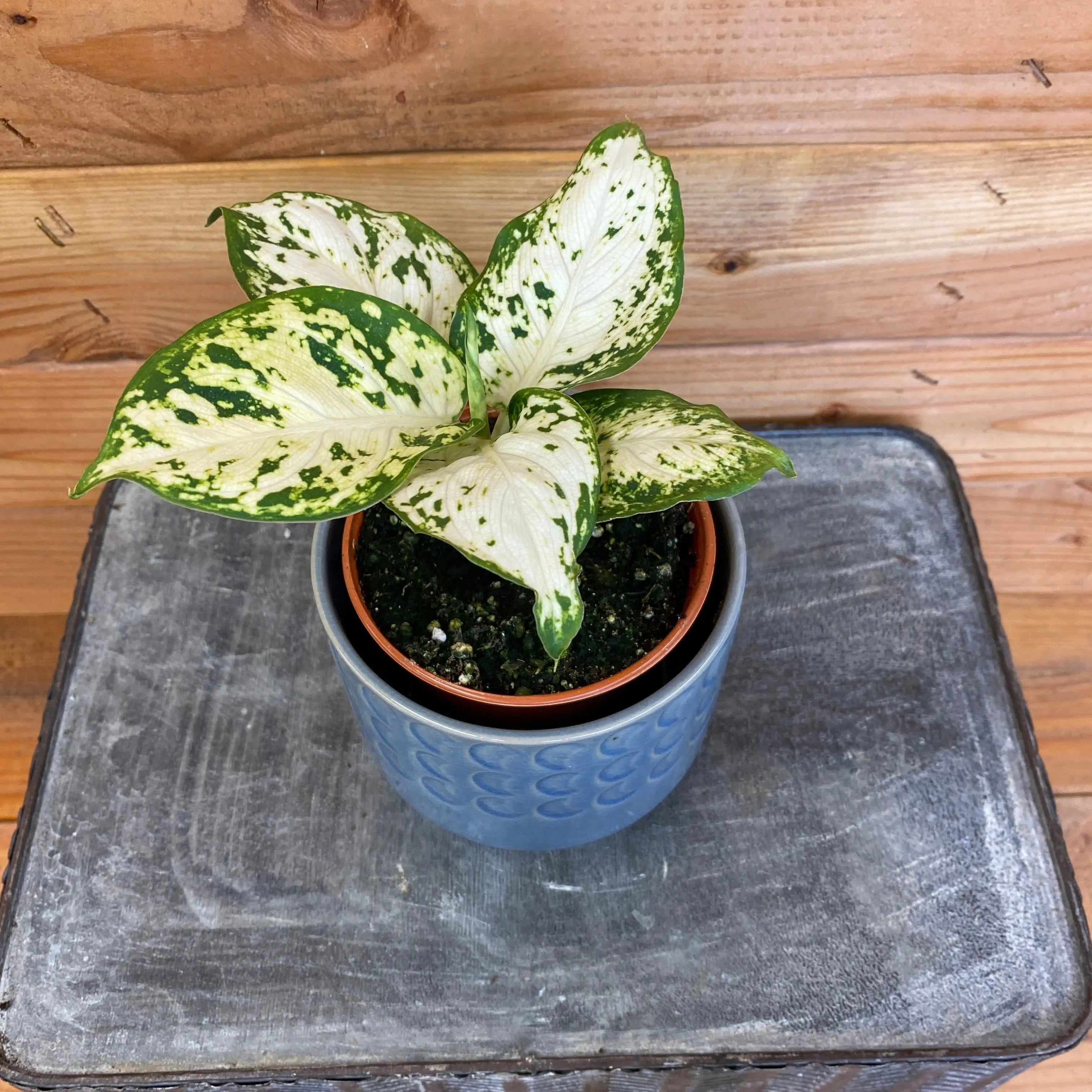 dieffenbachia amy size Dieffenbachia Amy, 4" Plant