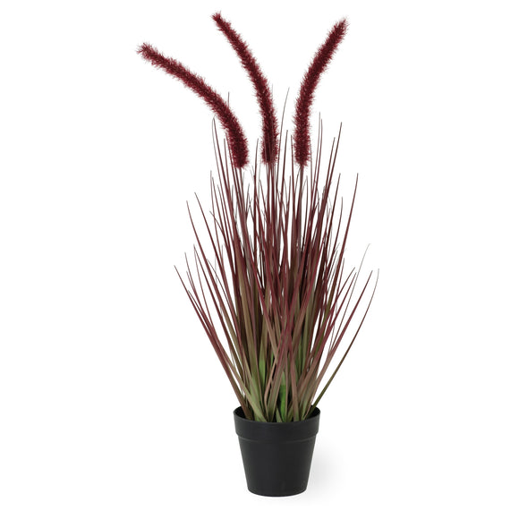Dogtail Burgundy Small Grass