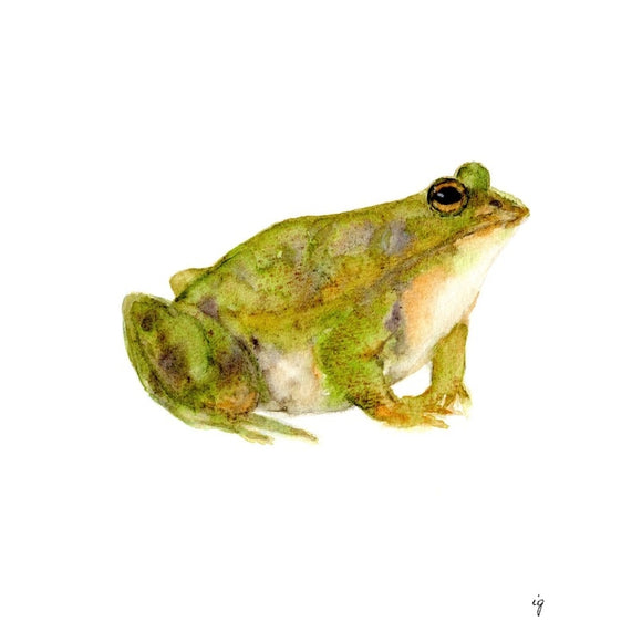 Frog Greeting Card
