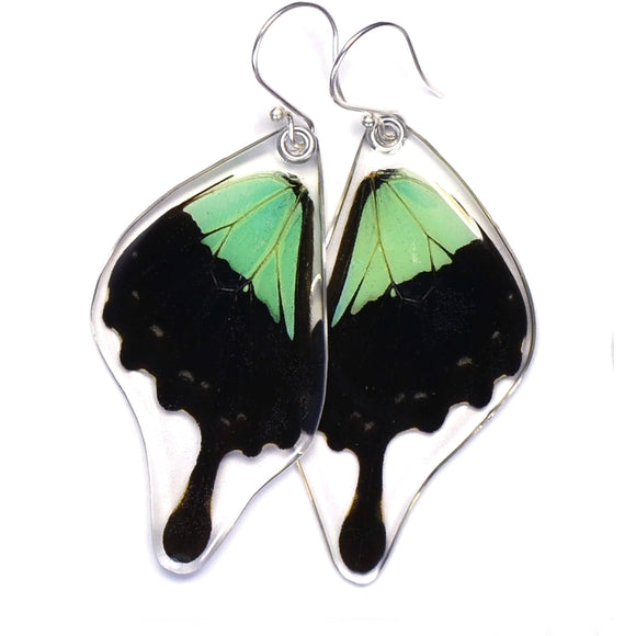 Papilio Phorcas Apple Green Swallowtail