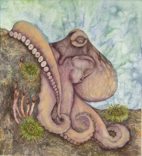 Hotrod the Octopus takes a Siesta