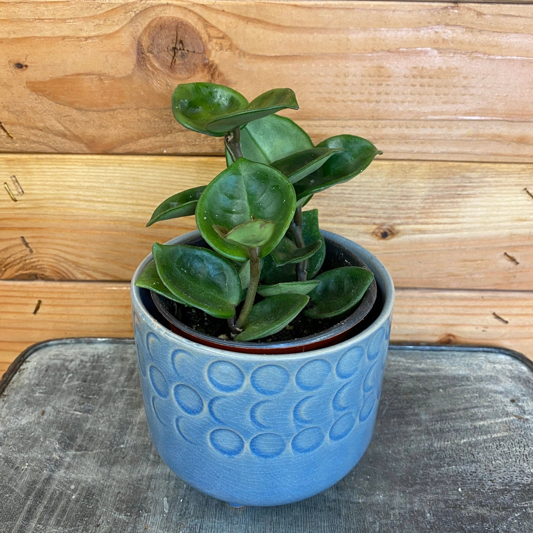 Hoya Chelsea, 4" Plant