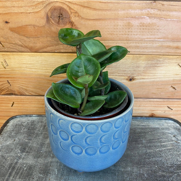Hoya Chelsea, 4