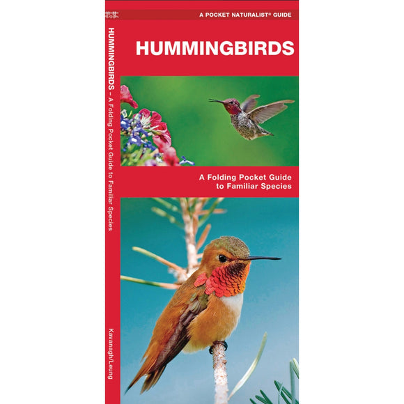 Hummingbird