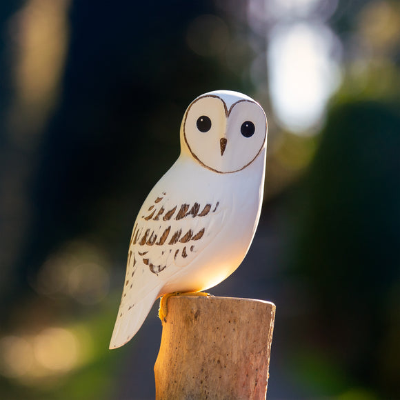 Barn Owl | 13