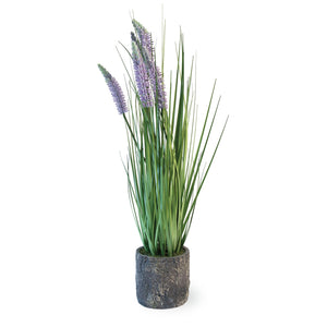 Lavender Grass