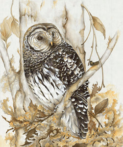 Little Huntress - Barred Owl
