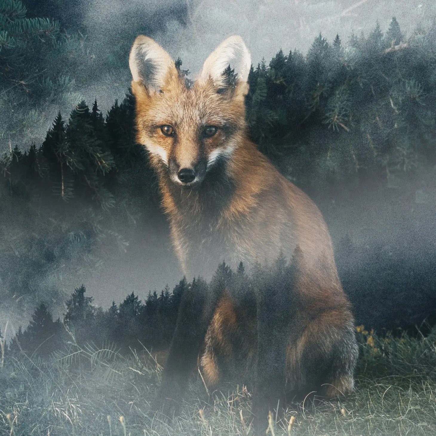 Forest Fox Art