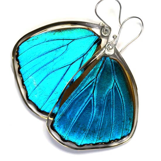Papilio Ulysses Mountain Blue Swallowtail Butterfly Earrings
