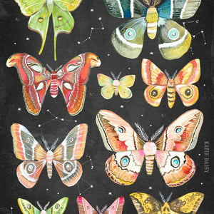 Moth Chart Art Print