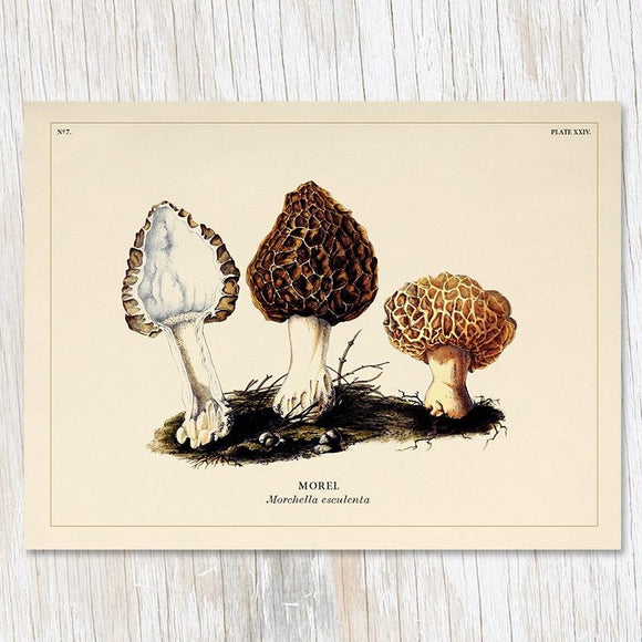 Mushroom Card