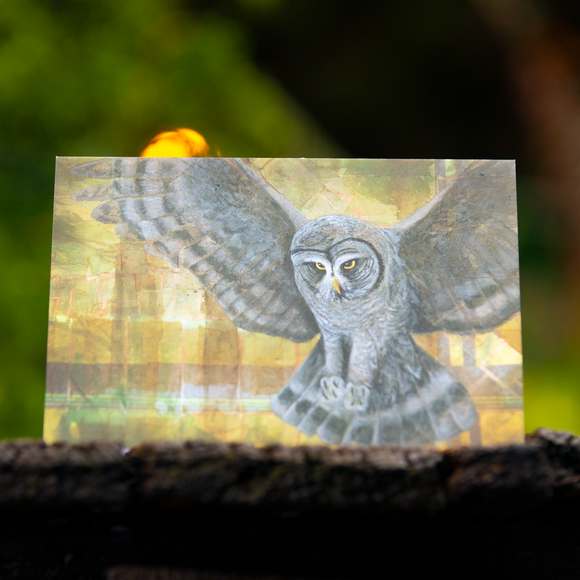 Great Grey Owl 5x7 Greeting Card