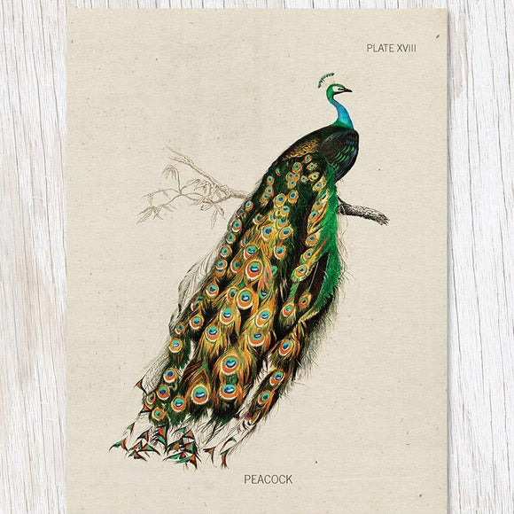 Peacock Specimen Card