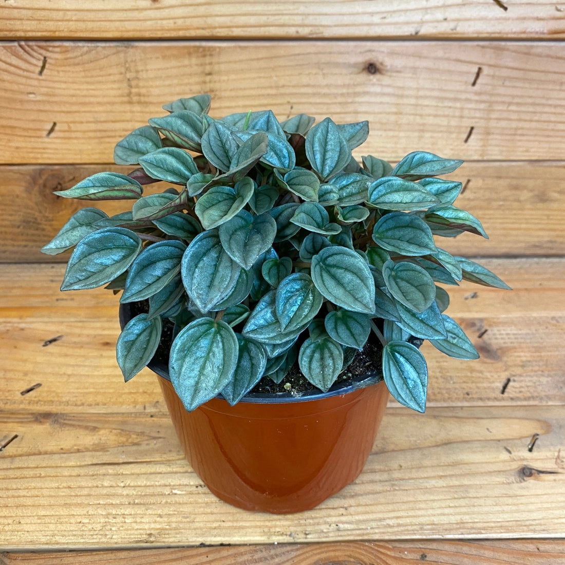 Peperomia Napoli Night, 6" Plant