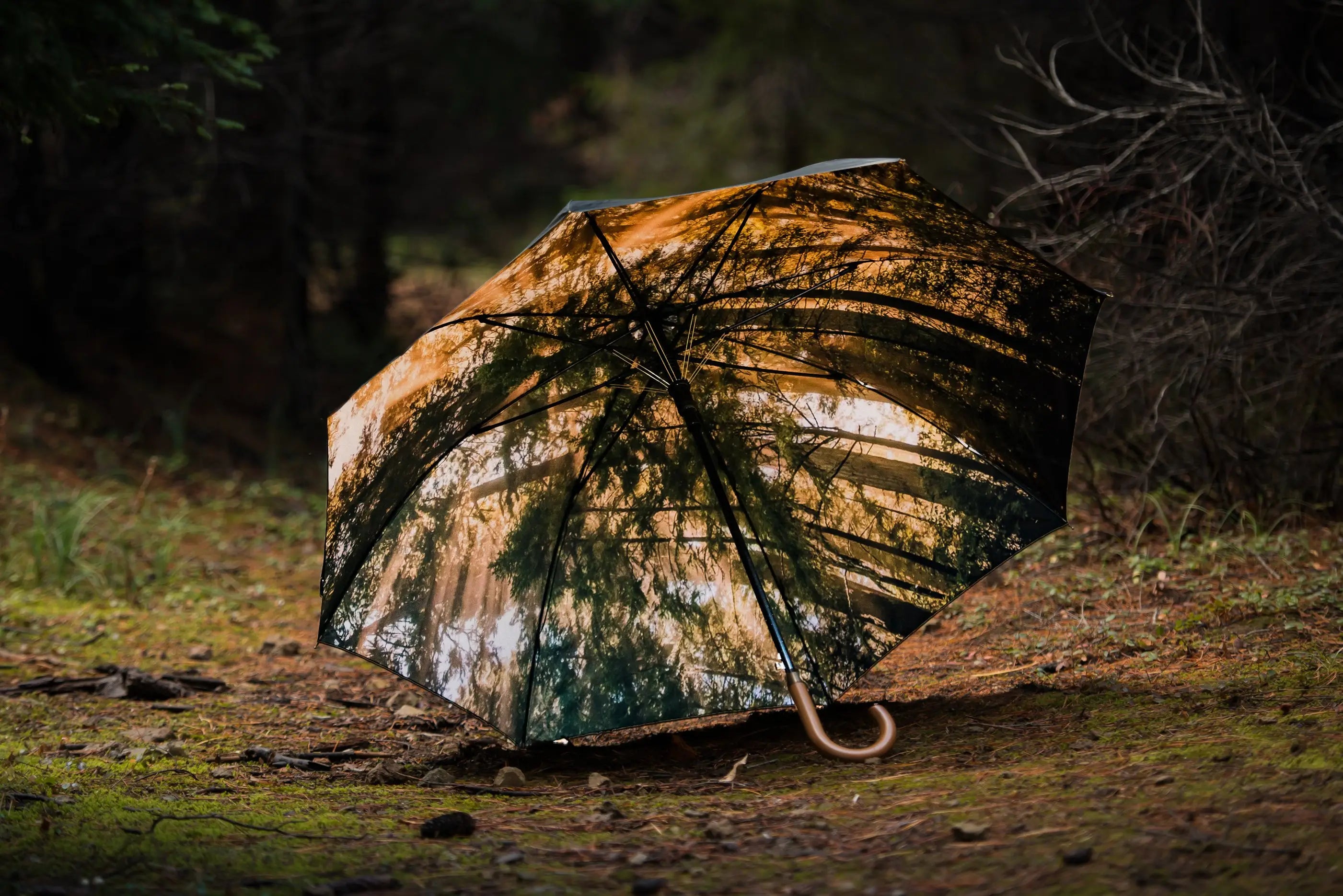Redwoods Umbrella