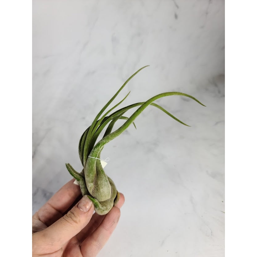Small Medusae Air Plant