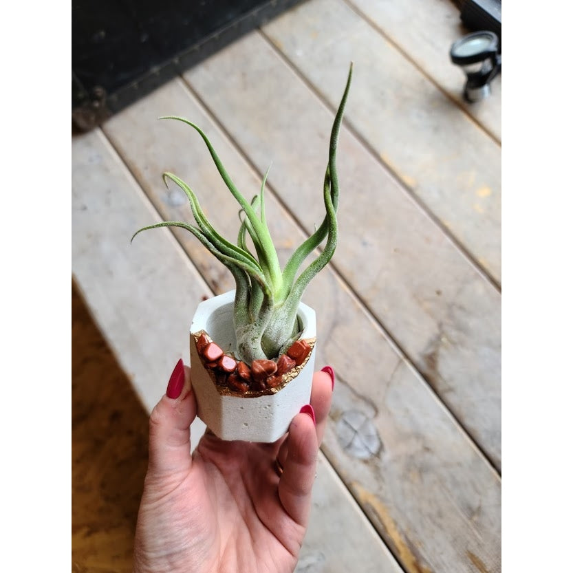 Small Medusae Air Plant