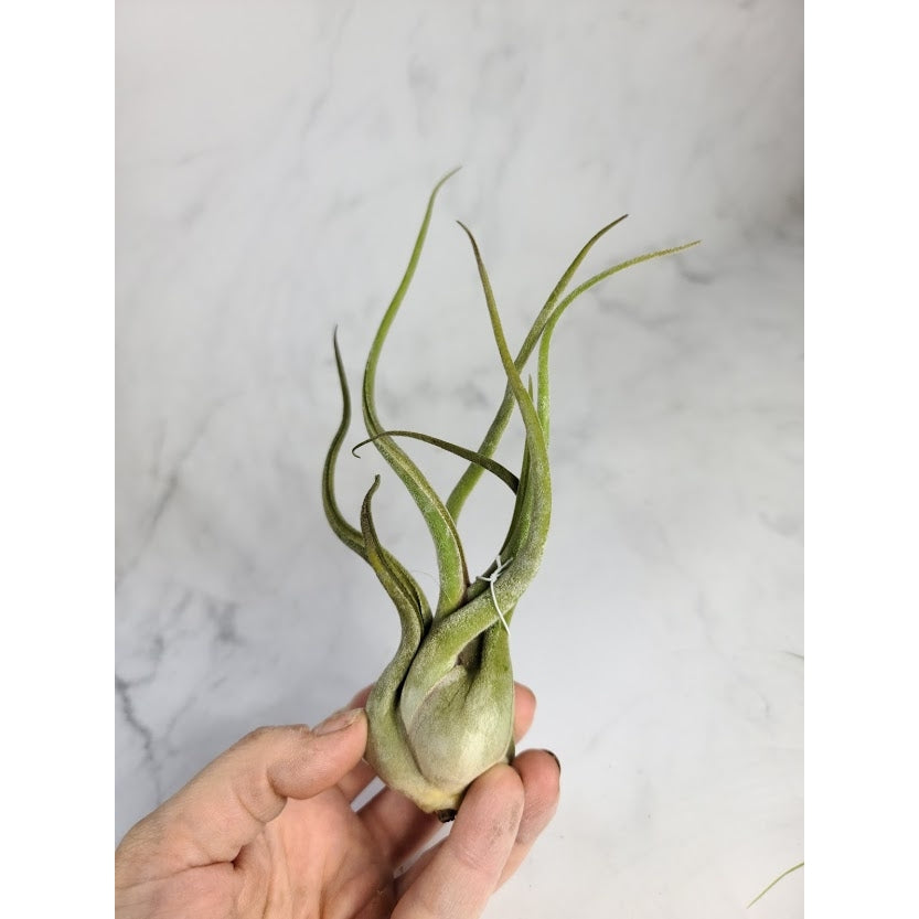 Small Medusae Air Plant