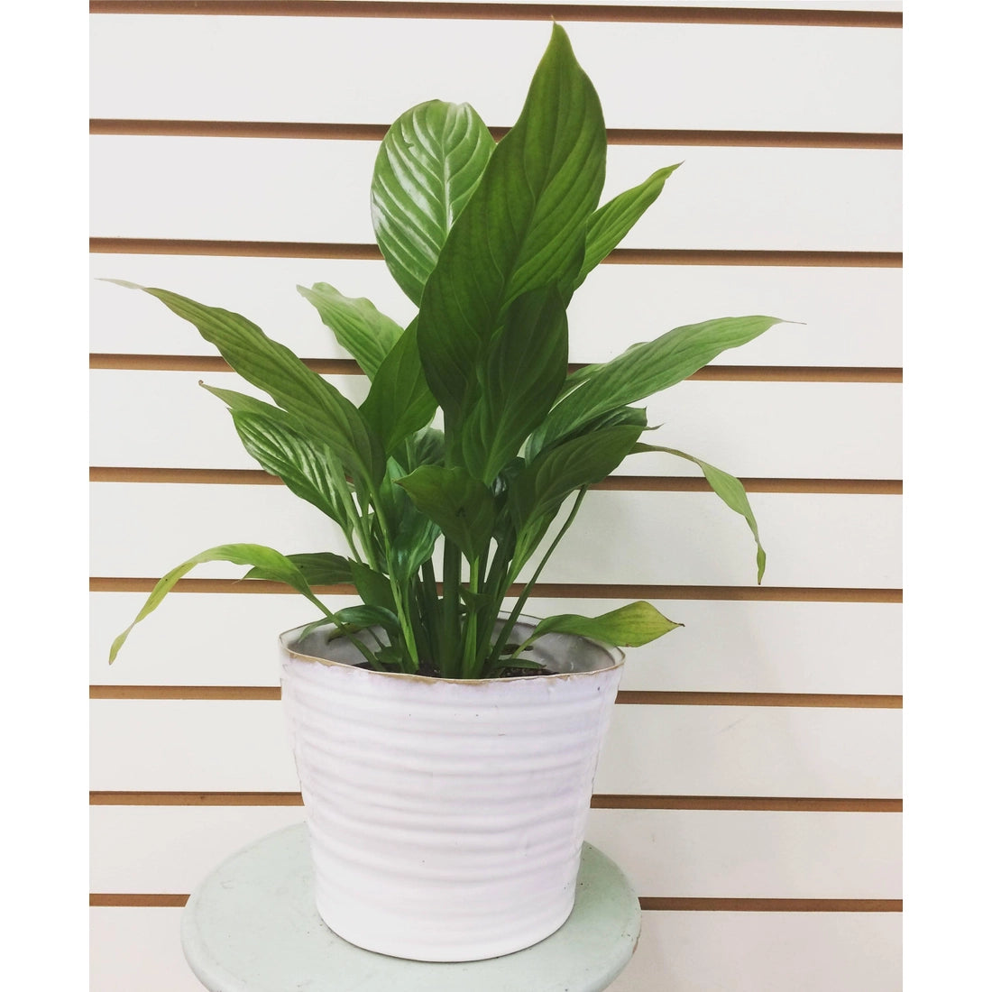 Spathiphyllum Compacto, 6" Plant