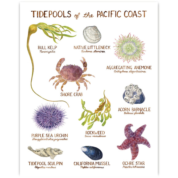 Tidepools of the Pacific Coast Art Print