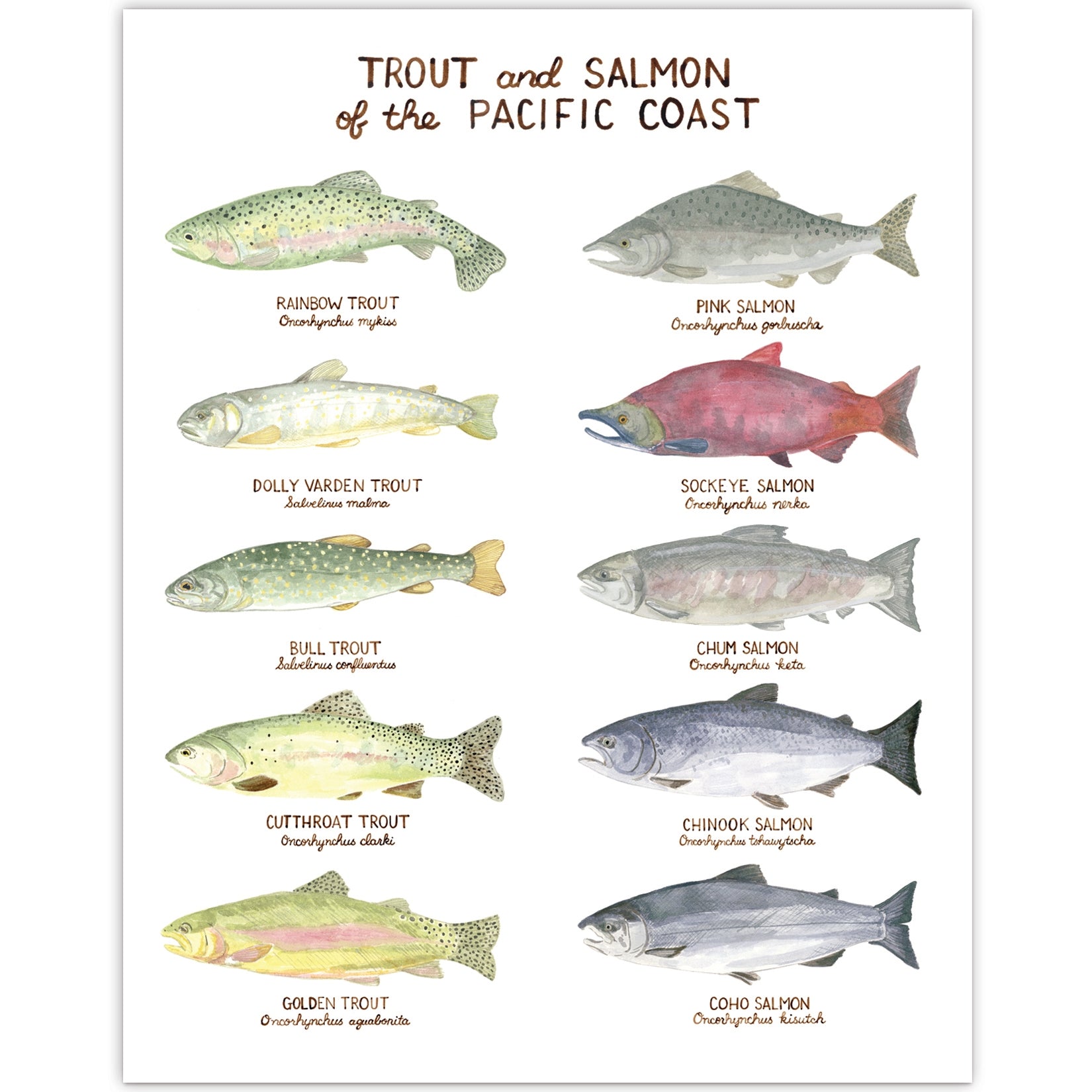 Trout and Salmon of the Pacific Northwest Art Print