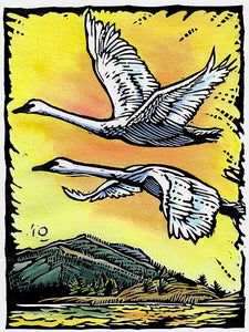 White Wings Touch Shore: Trumpeter Swans Card