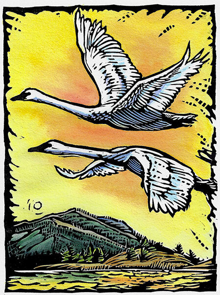 White Wings Touch Shore: Trumpeter Swans Card