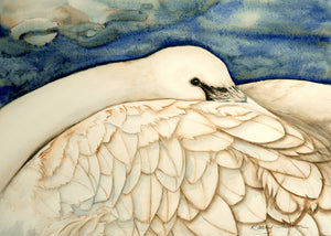 Wild Swan II