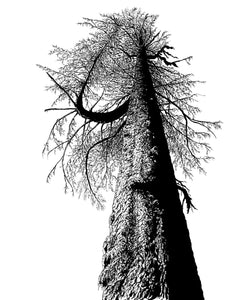 "Hoh River Spruce" by Nate Lundgren (Matted Print)
